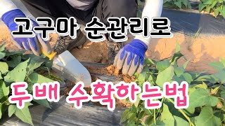 고구마도 순관리 잘하면 수확량 두배 가능할까? 순관리 시기는 방법 # Sweet potato cultivat…