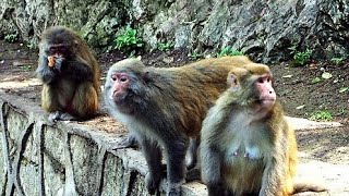 Wild Macaque Monkeys  Quinlan Mountain Park