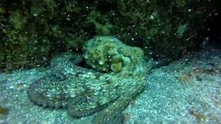 Moon Duo - Thieves | Underwater human-octopus hide-and-seek