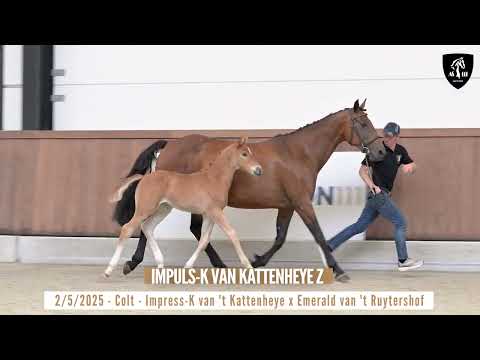 Impuls-K van Kattenheye Z