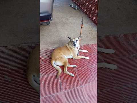 ❤❤❤❤❤❤❤❤❤❤❤✨✨✨✨#shorts#animal#funny#pets#amazingfacts#dog#minivlog#doglover#youtubeshorts#humanity