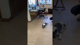 カフェで涼むワンコ#フレンチブルドッグ #フレブル #vlog #frenchie #shorts　　　　　　　　Dog Chilling at the Cafe