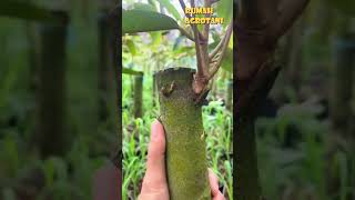 Download lagu Cara Okulasi Durian Unggul #farming #agriculture #agricultureindonesia mp3 Download lagu Cara Okulasi Durian Unggul #farming #agriculture #agricultureindonesia mp3