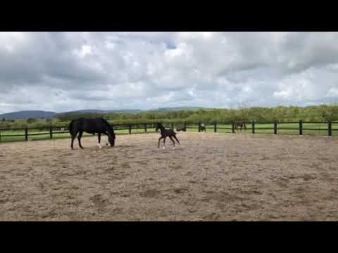 Don Nobless/Soliman de Hus colt