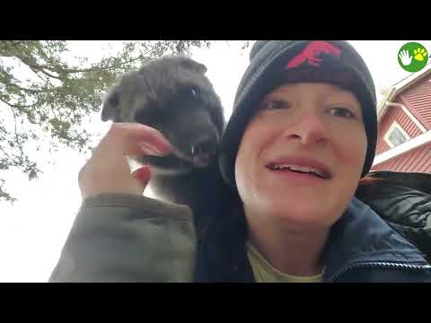 20 Times When Animals Reunited With Owners After Years Make You Cry in a Special Way 2025 #89