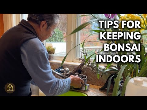 How to Keep Bonsai Thriving Indoors | Q&A