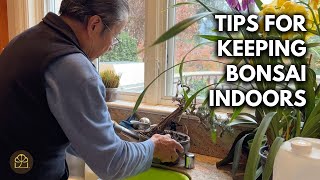 How to Keep Bonsai Thriving Indoors | Q&A