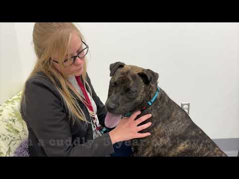 Baloo, an adoptable Pit Bull Terrier Mix in Kansas City, MO_image-1