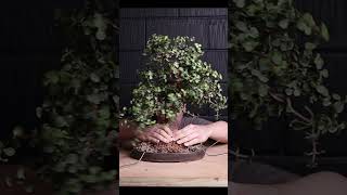 Download lagu Mengapa saya mengikat bonsai ke dalam pot dengan kawat? mp3 Download lagu Mengapa saya mengikat bonsai ke dalam pot dengan kawat? mp3