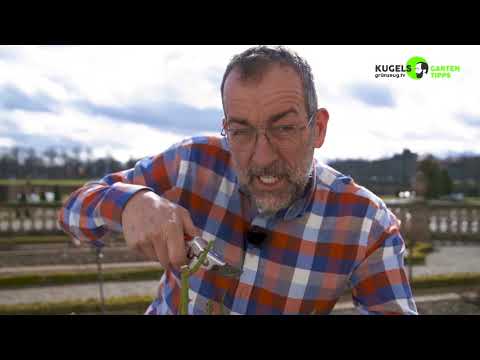 Jetzt! Der richtige Rosenschnitt Teil1 - Gartentipps von Volker Kugel - www.grünzeug.tv