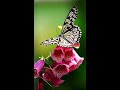 Poovayi Virinju WHATSAPP STATUS