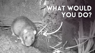 Rats In The Polytunnel - What Would You Do To Get Rid Of Them?