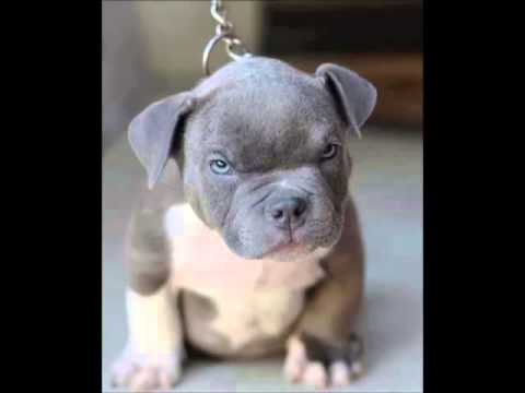 Stefi M   Dubstep Senzation Vol VI  video wmw