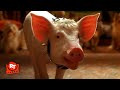 Babe Pig In The City The Animals Sing A Birthday Song