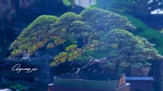 Download lagu GUDANGNYA BONSAI PETARUNG NIH 😍😍 Mr. Agung Pc mp3