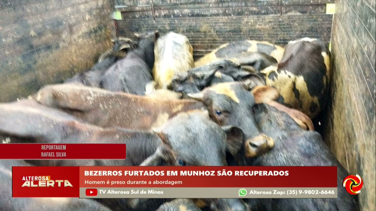 Polícia recupera 14 bezerros furtados em Munhoz