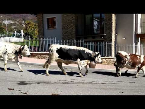 1^Pte. LA TRANSUMANZA : FIERA DI S. LUCA A DEMONTE (CN) 11 - 10 - 2015.