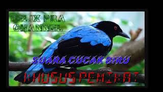Download lagu Cucak biru pemangil, khusus pemikat mp3 Download lagu Cucak biru pemangil, khusus pemikat mp3