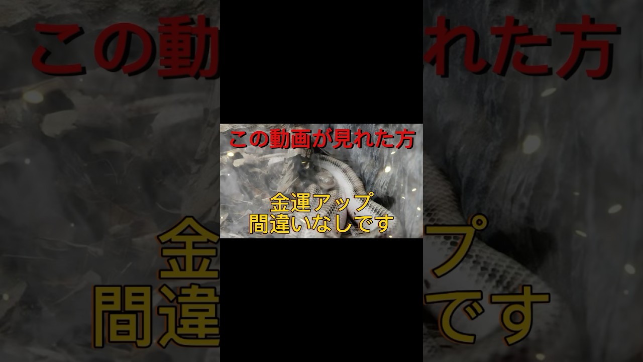 【白蛇】※ご利益あり この動画が見れた方、金運アップ間違いなしです #shorts #金運 #白蛇