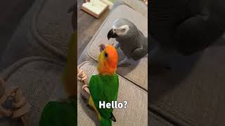 Talking Parrot Answering Scam Call 😆