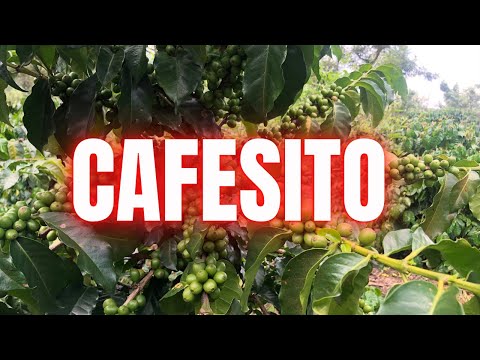 Giancarlo Callejas- Cafesito (Official Video)