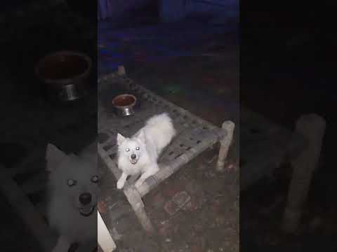 Waheguru ji Mera Sona putt na mere kolo khonde miss you Jordan putt#animal #Miss you 😢#Jordan ######