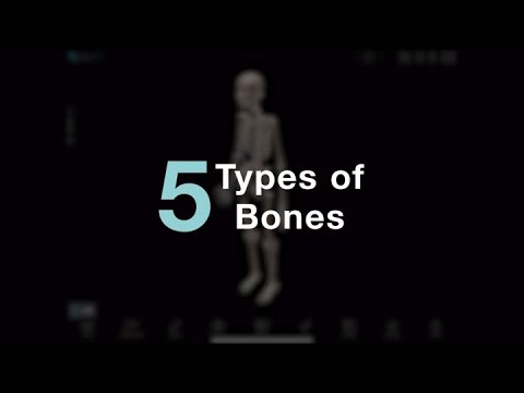Visible Body: Learn | Types of Bones