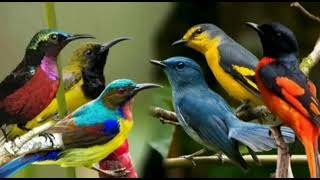 Download lagu SUARA PIKAT SEGALA JENIS BURUNG BESAR DAN KECIL TERAMPUH DAN TERUJI mp3