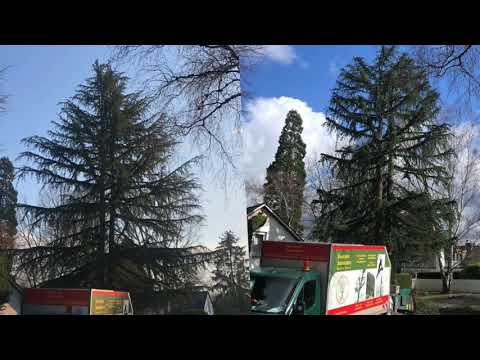 Videos from Urban Climbers Tree Service  album cover