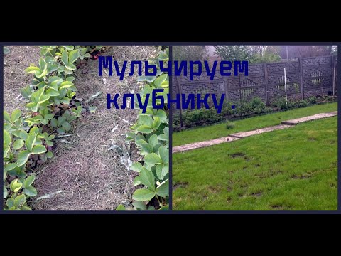 Мульча для клубники, всё в дело.