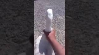 Jalando el ganso!