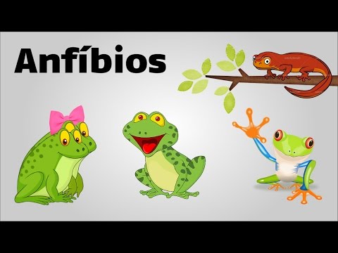Anfíbios - Trabalho do 2º ano