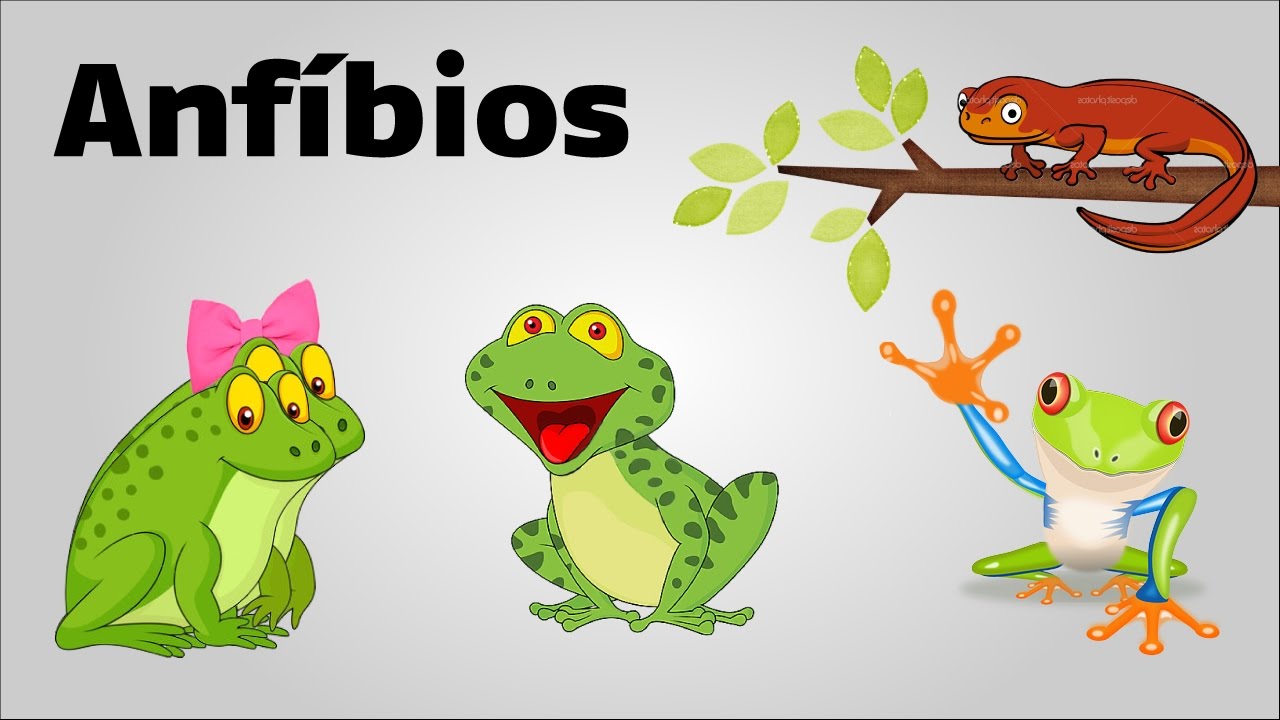 Anfíbios - Trabalho do 2º ano