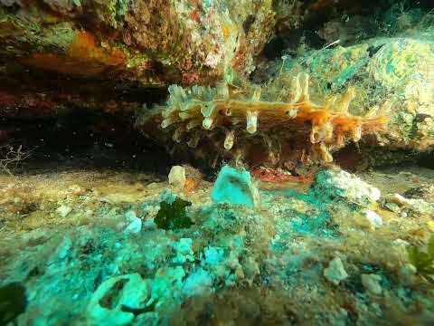 Pinna rudis