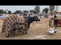 A New Champion Chan Buffalo 34 Kg Milk Record Rana Abdul Sattar From Faisalabad