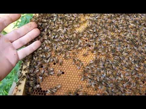 Buckfast Bienen,Baltrum