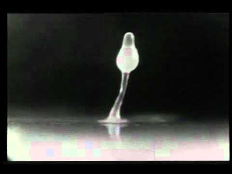 De asociale amoebe - John Bonner's slime mold movies