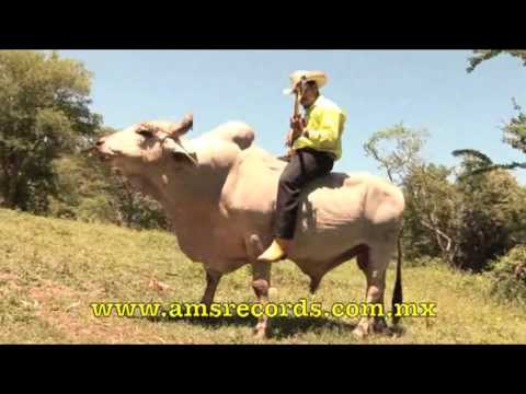 Los Jilgueros del Pico Real - El Toro Grande