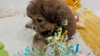 ハーフ犬の動画01