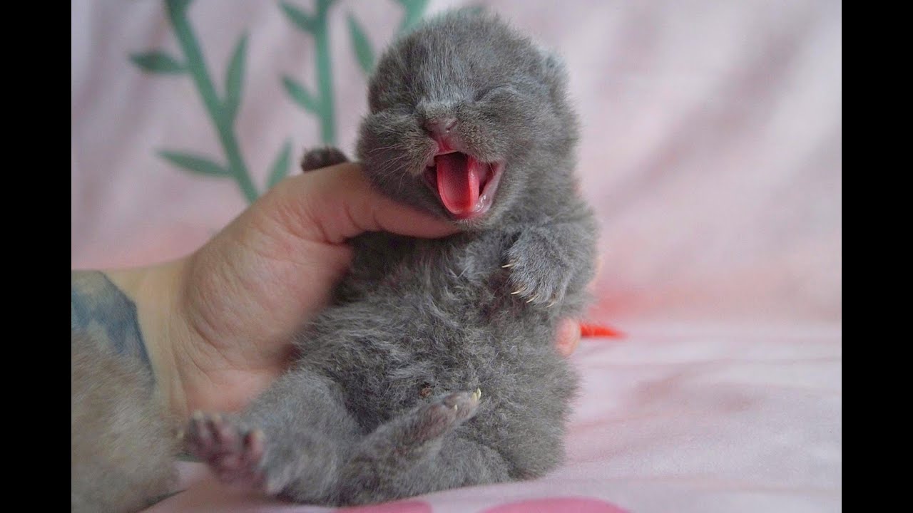 Newborn Kittens Meowing Loudly and Hissing At Us!