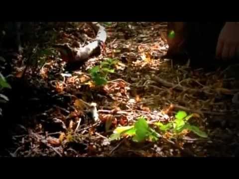 Wasp Summer - On The River Road