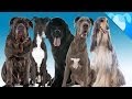 Top 5 Big Dogs For Small Apartments