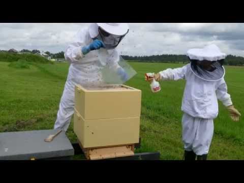 Koll av ett bisamhälle, en avläggare från slutet av juni-15