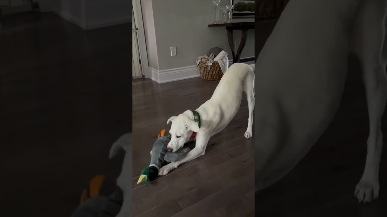 Billy, a Adoptable mixed breed in London, ON video 6/6