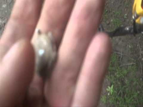 Moje Wykopki (Odc 93) W pierwszy dzień lata