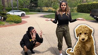 SHE LET MY DOG RUN AWAY FROM HOME.. *we got in a fight*