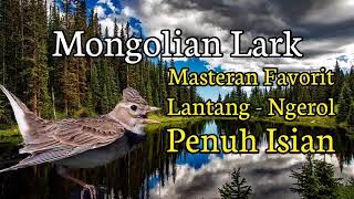 Download lagu Mongolia Lark Masteran Paling Bagus Bersuara Ngerol mp3 Download lagu Mongolia Lark Masteran Paling Bagus Bersuara Ngerol mp3