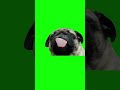 Pug Licking Screen I M Looking At Money Green Screen Pug Feet Toes Lick School Fyp Shorts