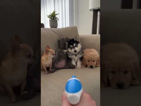 Every Puppy Had a Different Reaction 😂🐶