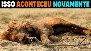 🚨 ACONTECEU DE NOVO! OLOSHIPA Leão LENDÁRIO tem MORTE TRÁGICA na África
